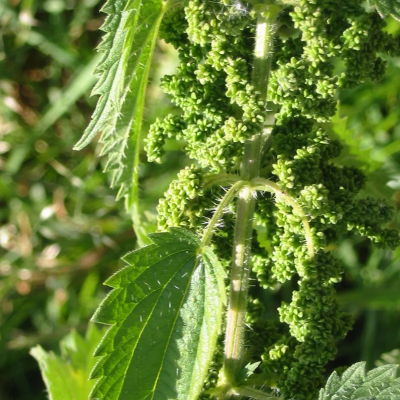 3 Stinging Common Nettle Plant, Nettle Plant Live, Herb Plant Stinging Nettle, 8 to 14 Inc Tall