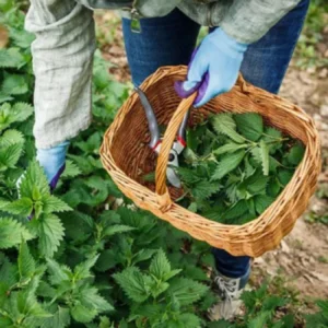 3 Stinging Common Nettle Plant, Nettle Plant Live, Herb Plant Stinging Nettle, 8 to 14 Inc Tall