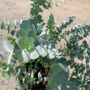 Eucalyptus Tree Live Plant, 1-2 Feet Tall, Fragrant Evergreen Tree for Planting in 6 Inc Pot