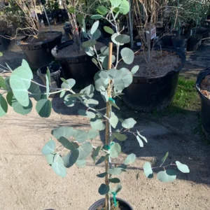 Eucalyptus Silver Dollar Gum Tree Eucalyptus Tree Live Plant, 1-2 Feet Tall, Fragrant Evergreen Tree for Planting