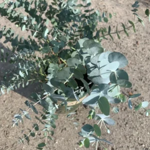 Eucalyptus Tree Live Plant, 1-2 Feet Tall, Fragrant Evergreen Tree for Planting in 6 Inc Pot