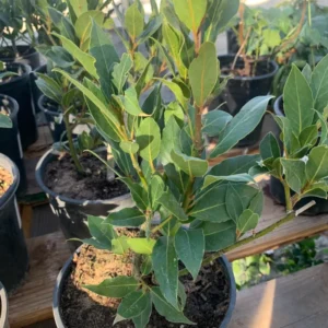 Bay Leaf Tree Live Plant, Laurus Nobilis, 1-2 Feet Tall in 6 Inc Pot, Zone 8-11