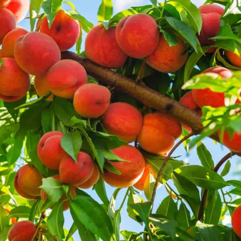 Red Peach Tree Live Plant, 1-2 Feet Tall, Fruit-Bearing Peach Tree for Planting, Cold-Hardy, Full Sun, Zones 5-9