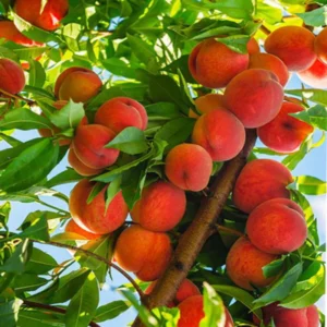 Red Peach Tree Live Plant, 1-2 Feet Tall, Fruit-Bearing Peach Tree for Planting, Cold-Hardy, Full Sun, Zones 5-9