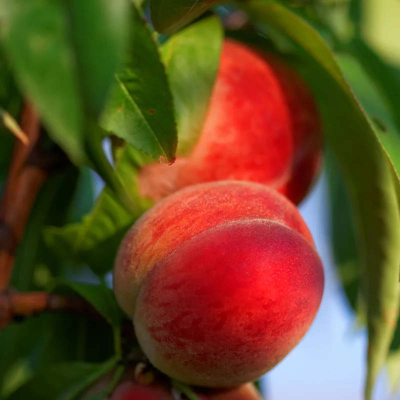 Red Peach Tree Live Plant, 1-2 Feet Tall, Fruit-Bearing Peach Tree for Planting, Cold-Hardy, Full Sun, Zones 5-9