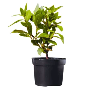 Bay Laurel Tree Live Plant, 12-24 Inches, Bay Leaf Herb for Garden or Patio, Full Sun/Partial Shade, Zones 8-11
