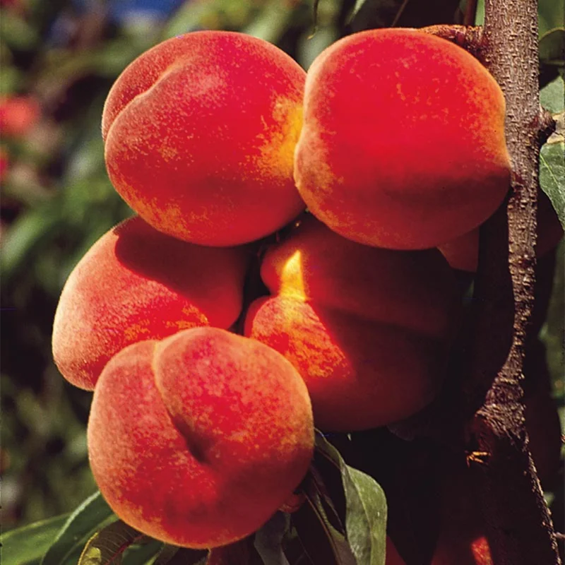 Red Peach Tree Live Plant, 1-2 Feet Tall, Fruit-Bearing Peach Tree for Planting, Cold-Hardy, Full Sun, Zones 5-9