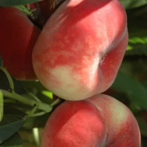 Donut Peach Tree Live Plant, 1-2 Feet Tall, Fruit-Bearing Peach Tree for Planting, Cold-Hardy, Full Sun, Zones 5-9