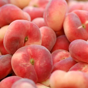 Donut Peach Tree Live Plant, 1-2 Feet Tall, Fruit-Bearing Peach Tree for Planting, Cold-Hardy, Full Sun, Zones 5-9