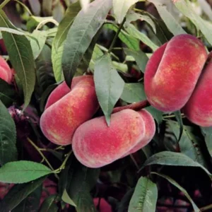 Donut Peach Tree Live Plant, 1-2 Feet Tall, Fruit-Bearing Peach Tree for Planting, Cold-Hardy, Full Sun, Zones 5-9