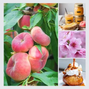 Donut Peach Tree Live Plant, 1-2 Feet Tall, Fruit-Bearing Peach Tree for Planting, Cold-Hardy, Full Sun, Zones 5-9