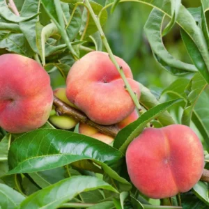 Donut Peach Tree Live Plant, 1-2 Feet Tall, Fruit-Bearing Peach Tree for Planting, Cold-Hardy, Full Sun, Zones 5-9