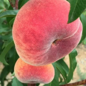 Donut Peach Tree Live Plant, 2-3 Feet Tall, Fruit-Bearing Peach Tree for Planting, Cold-Hardy, Full Sun, Zones 5-9