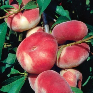 Donut Peach Tree Live Plant, 2-3 Feet Tall, Fruit-Bearing Peach Tree for Planting, Cold-Hardy, Full Sun, Zones 5-9