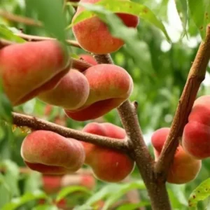 Donut Peach Tree Live Plant, 2-3 Feet Tall, Fruit-Bearing Peach Tree for Planting, Cold-Hardy, Full Sun, Zones 5-9