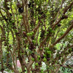 Jaboticaba Tree Live Plant, 1-2 Feet Tall, Brazilian Grape Tree for Planting, Black Jaboticaba Tree , Zones 9-11