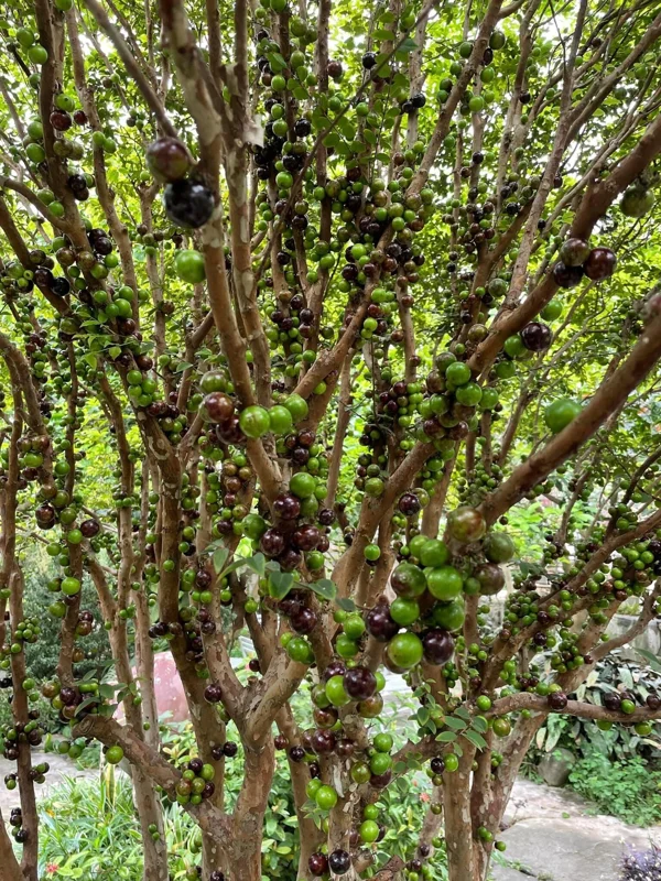 Jaboticaba Tree Live Plant, 1-2 Feet Tall, Brazilian Grape Tree for Planting, Black Jaboticaba Tree , Zones 9-11