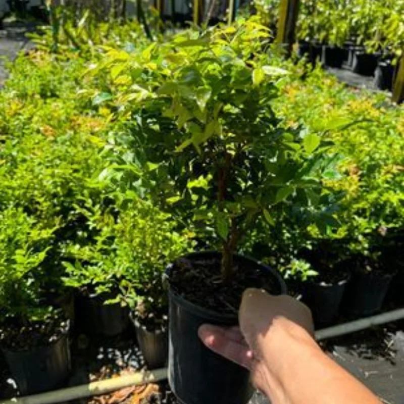 Jaboticaba Tree Live Plant, 1-2 Feet Tall, Brazilian Grape Tree for Planting, Black Jaboticaba Tree , Zones 9-11