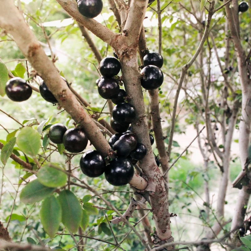 Jaboticaba Tree Live Plant, 1-2 Feet Tall, Brazilian Grape Tree for Planting, Black Jaboticaba Tree , Zones 9-11