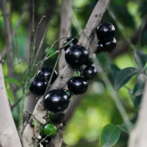 Live Jaboticaba Fruit Tree, Well-Rooted and Ready to Plant, Tropical Tree for Indoor/Outdoor Growing, Zones 9-11