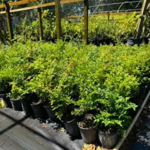 Live Jaboticaba Fruit Tree, Well-Rooted and Ready to Plant, Tropical Tree for Indoor/Outdoor Growing, Zones 9-11