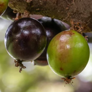 Live Jaboticaba Fruit Tree, Well-Rooted and Ready to Plant, Tropical Tree for Indoor/Outdoor Growing, Zones 9-11