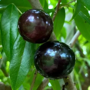Black Jaboticaba Tree Live Plant, 1-2 Feet Tall, Brazilian Grape Tree for Plantin, Live Jaboticaba Tree , Zones 9-11