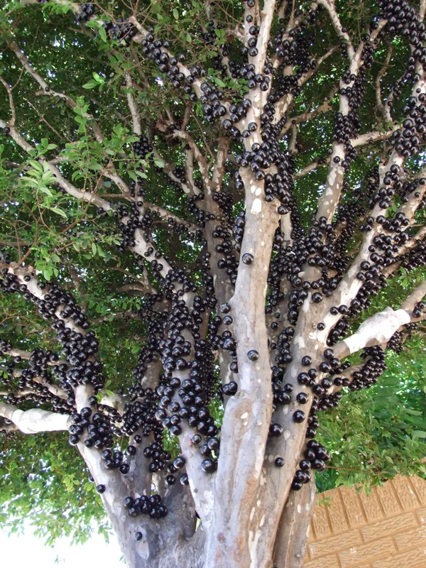 Black Jaboticaba Tree Live Plant, 1-2 Feet Tall, Brazilian Grape Tree for Plantin, Live Jaboticaba Tree , Zones 9-11