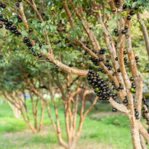 Black Jaboticaba Tree Live Plant, 1-2 Feet Tall, Brazilian Grape Tree for Plantin, Live Jaboticaba Tree , Zones 9-11