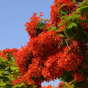Flamboyant Tree Live Plant, Delonix Regia, , 1-2 Feet Tall, Bright Red Flowering Tree for Tropical Gardens, Full Sun, Zones 10-12