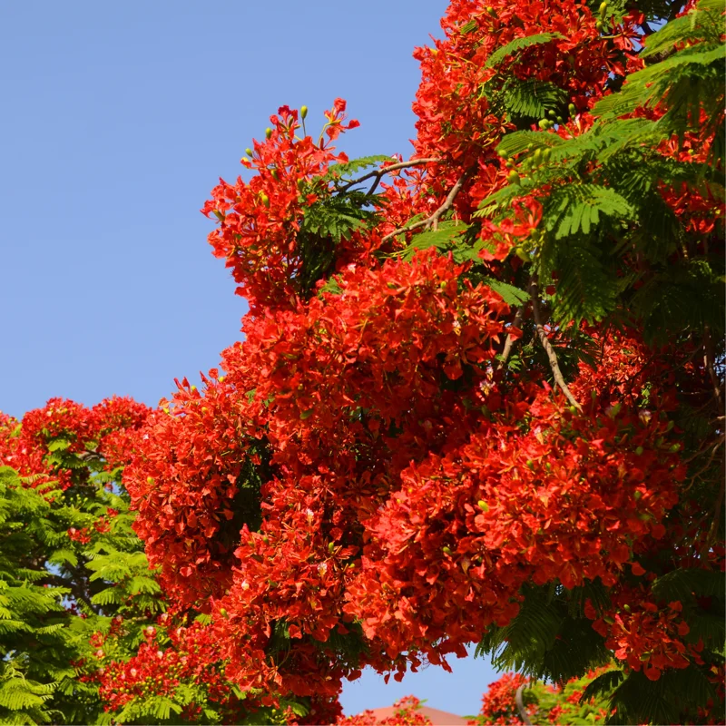 Flamboyant Tree Live Plant, Delonix Regia, , 1-2 Feet Tall, Bright Red Flowering Tree for Tropical Gardens, Full Sun, Zones 10-12
