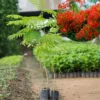 Flamboyant Tree Live Plant, Delonix Regia, , 1-2 Feet Tall, Bright Red Flowering Tree for Tropical Gardens, Full Sun, Zones 10-12