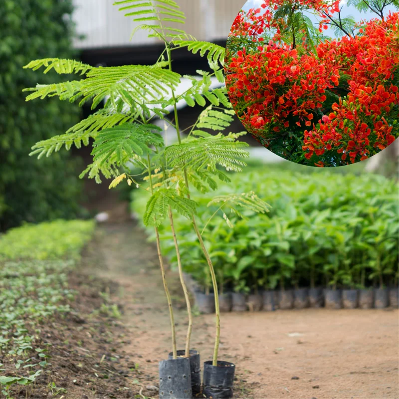 Flamboyant Tree Live Plant, Delonix Regia, , 1-2 Feet Tall, Bright Red Flowering Tree for Tropical Gardens, Full Sun, Zones 10-12
