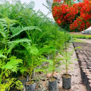 Flamboyant Tree Live Plant, Delonix Regia, , 1-2 Feet Tall, Bright Red Flowering Tree for Tropical Gardens, Full Sun, Zones 10-12