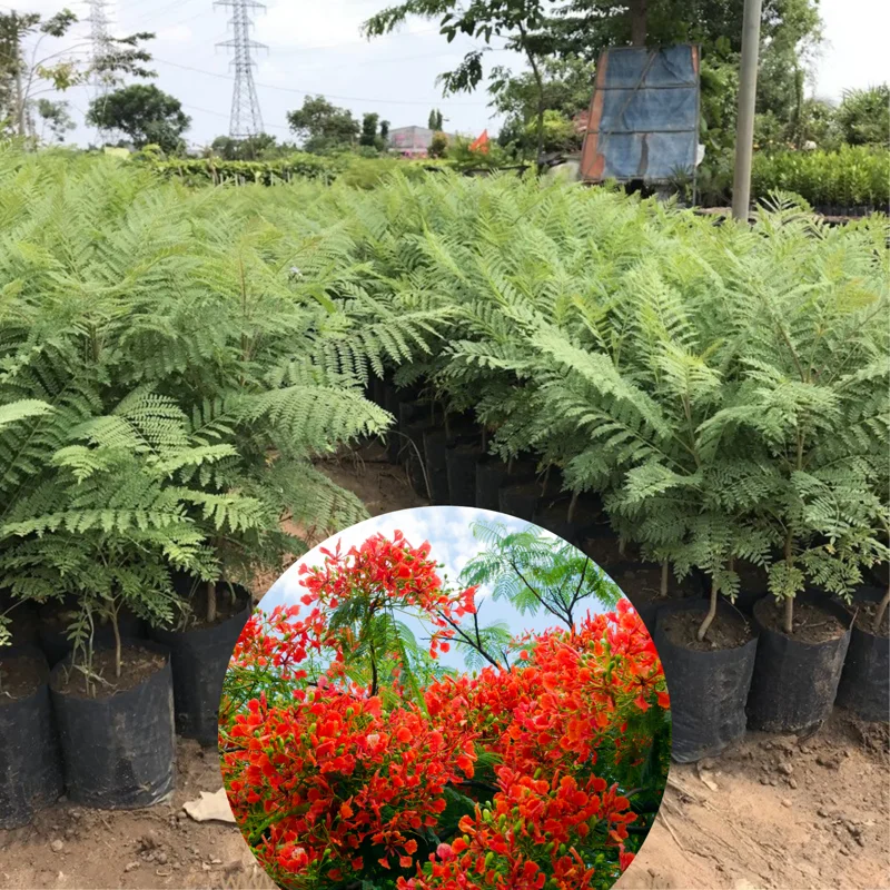 Delonix Regia Live Plant, Flamboyant Flame Tree, 1-2 Feet Tall, Royal Poinciana Tropical Ornamental for Sun Gardens, Zones 10-12
