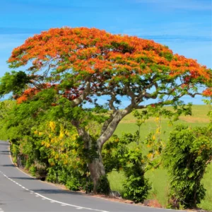 Delonix Regia Live Plant, Flamboyant Flame Tree, 1-2 Feet Tall, Royal Poinciana Tropical Ornamental for Sun Gardens, Zones 10-12