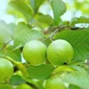 Guava Tree Live Plant, 1-2 Feet Tall, Fruit-Bearing Guava Tree for Planting, Tropical Fruit Tree for Full Sun, Zones 9-11.