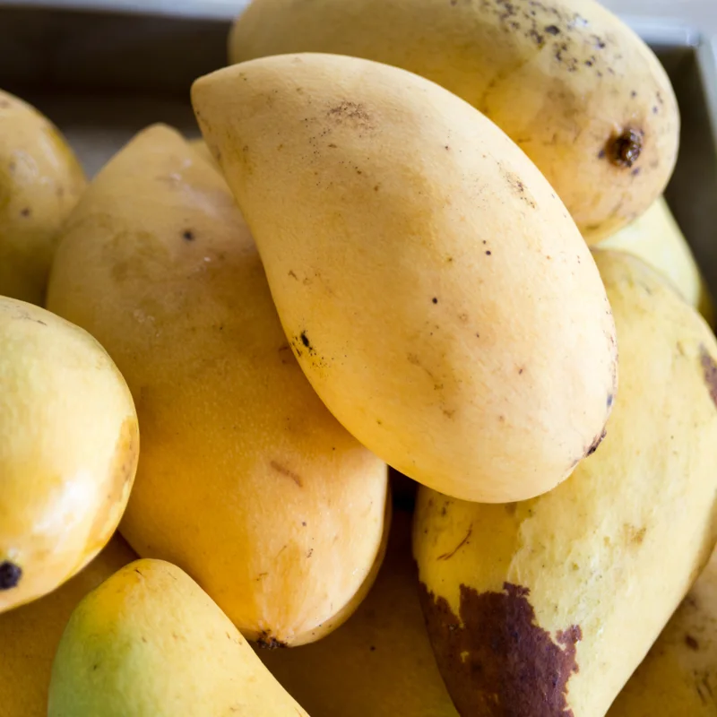 Grafted Mango Tree Live Plant, 1-2 Feet Tall, Fast-Fruiting Mango Tree for Outdoor Planting, Tropical Fruit Tree, Zones 9-11