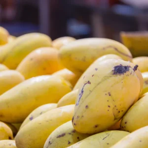 Grafted Mango Tree Live Plant, 1-2 Feet Tall, Fast-Fruiting Mango Tree for Outdoor Planting, Tropical Fruit Tree, Zones 9-11