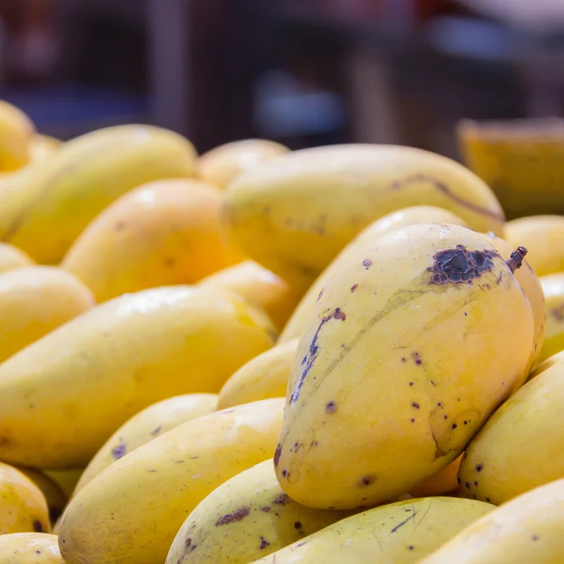 Grafted Mango Tree Live Plant, 1-2 Feet Tall, Fast-Fruiting Mango Tree for Outdoor Planting, Tropical Fruit Tree, Zones 9-11