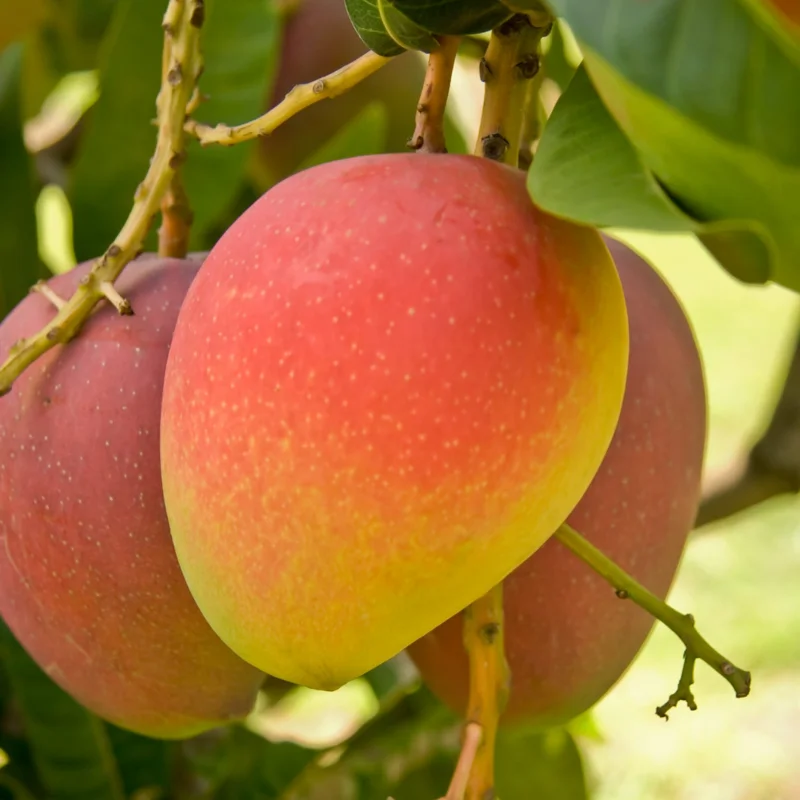 Grafted Mango Tree Live Plant, 1-2 Feet Tall, Fast-Fruiting Mango Tree for Outdoor Planting, Tropical Fruit Tree, Zones 9-11