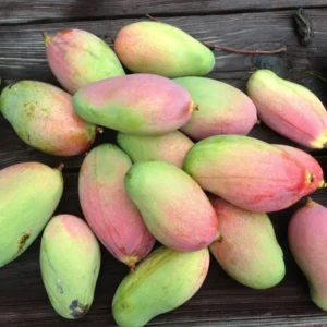 Grafted Manila Mango