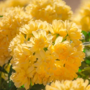 Lady Bank Rose Climbing Plant, 1-2 Feet Tall, Thornless Yellow Rose Bush for Garden Planting, Full Sun, Zones 6-9