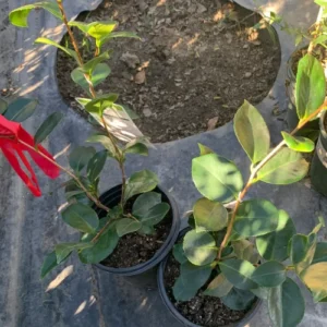 Camellia Japonica Plant, Camellia Flowering Shrub Live Plant, 1-2 Feet Tall, Camellia Bush for Garden, Blooms in Late Fall Early Spring