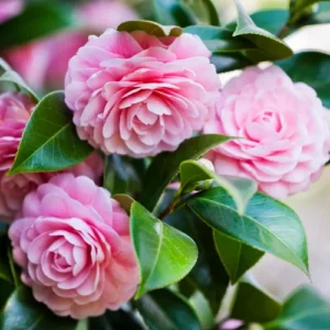 Camellia Japonica Plant, Camellia Flowering Shrub Live Plant, 1-2 Feet Tall, Camellia Bush for Garden, Blooms in Late Fall Early Spring