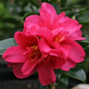 Camellia Plant Live, Well-Rooted 1-2 Ft Tall, Camellia Japonica Plant, Camellia Flowering Shrub Live Plant,Zones 7-9