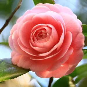 Camellia Plant Live, Well-Rooted 1-2 Ft Tall, Camellia Japonica Plant, Camellia Flowering Shrub Live Plant,Zones 7-9