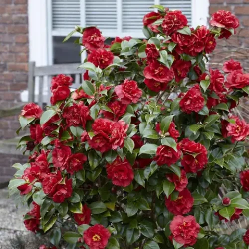 Camellia Plant Live, Well-Rooted 1-2 Ft Tall, Camellia Japonica Plant, Camellia Flowering Shrub Live Plant,Zones 7-9