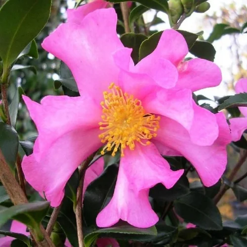 Camellia Plant Live, Well-Rooted 1-2 Ft Tall, Camellia Japonica Plant, Camellia Flowering Shrub Live Plant,Zones 7-9