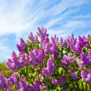 Lilac Plants Live, Lilac Tree Live Plant, Perennial Flower - Starter Plant - Approx 4-6 Inches - Dormant
